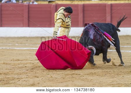 Andujar Spain - September 10 2010: The Spanish Bullfighter Oliva Soto bullfighting with the crutch in the Bullring of Andujar Spain