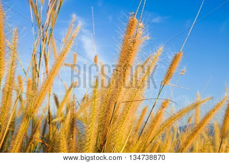 Green Grass Reed Flower On The Field With Dam And Mountain Background.