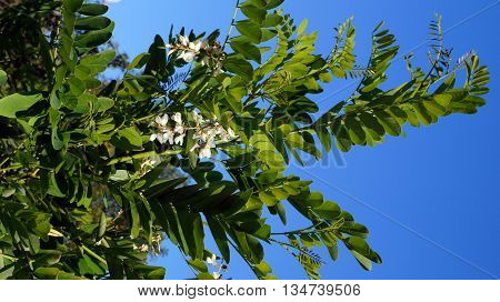 Bunch of flowers locust on a branch with green leaves against the blue sky