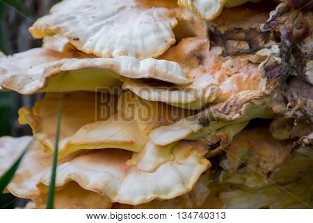 Tree fungus growing on wood, mushrooms  group of fungi of the division Basidiomycota. Healthy wild mushroom wild nature.
