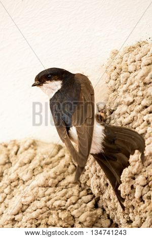 Small urban bird building its nest in the wall of a building