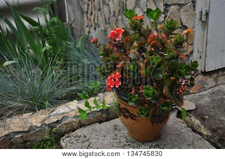 Red with yellow kalanchoe flower in the garden