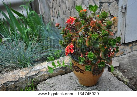 Red with yellow kalanchoe flower in the garden