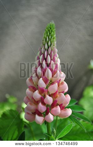 Pink lupine flower close-up photo in the garden