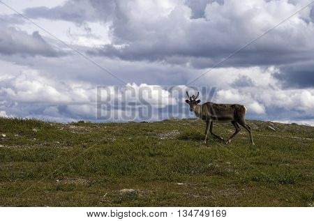 Reindeer on the Swedish mountain plateau Flatruet near Funasdalen