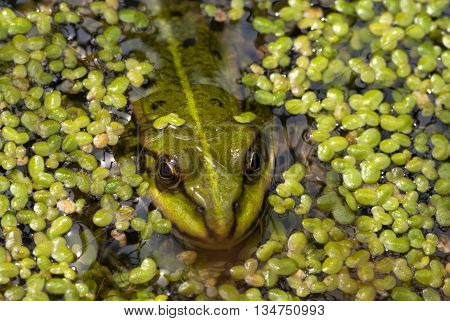 Frog puts out his head above the duckweed
