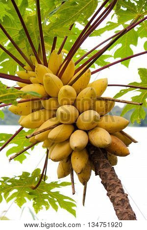 Papaya tree in the botanical garden in Singapore