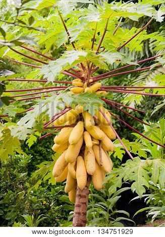 Papaya tree in the botanical garden in Singapore