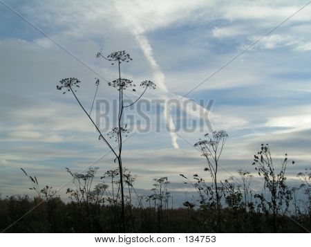 X-Skies
