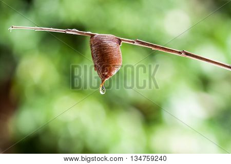 Mantis Egg Case Or Ootheca