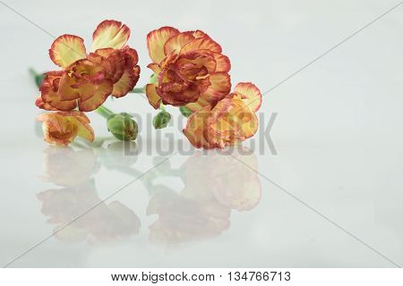 orange yellow carnation flower carnation flower on isolate background text word beautiful lovely pretty fresh carnation