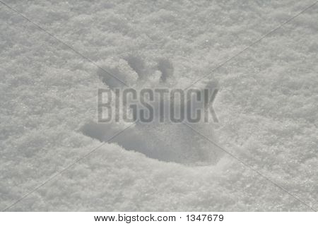  Hånd Print i sne