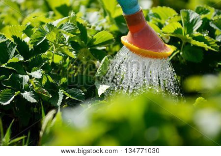 Watering the plants from a watering can. Watering agriculture and gardening concept. Watering strawberries.