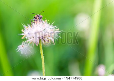 insect on white flower with green background