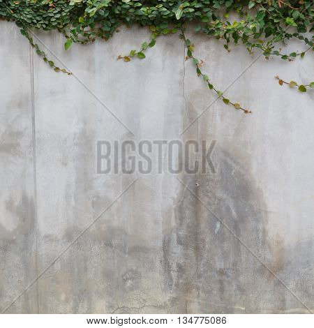 Cement Wall Texture And Green Leaf Ivy