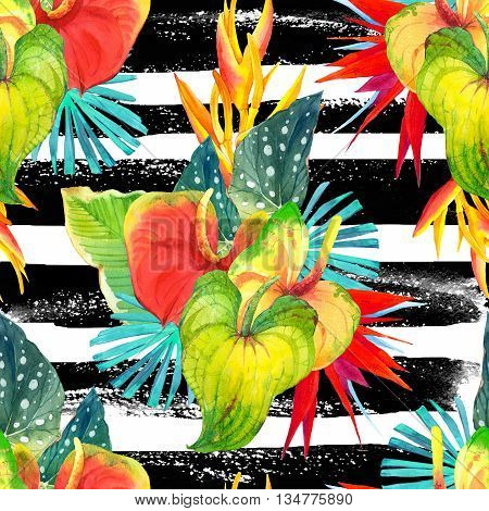 Beautiful pattern with begonia leaves anthurium and strelitzia oon a striped black and white background.