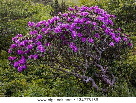Gnarly Rhododendron Bush Covered in Blooms in Carvers Gap in the Roan highlands