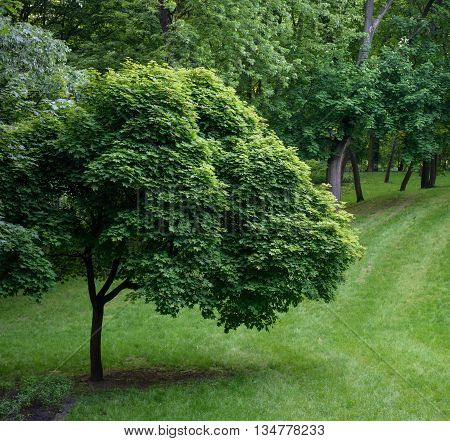 landscape of park with green grass field and green fresh tree in cloudy weather
