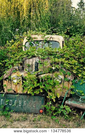 Poor lonely truck sitting under vines and weeds wishing it could go for a ride.