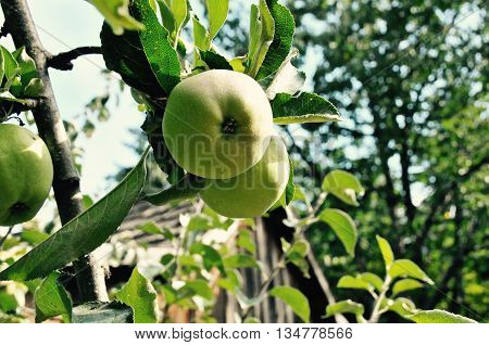 Pears hanging from a tree limb in front of a old shack.
