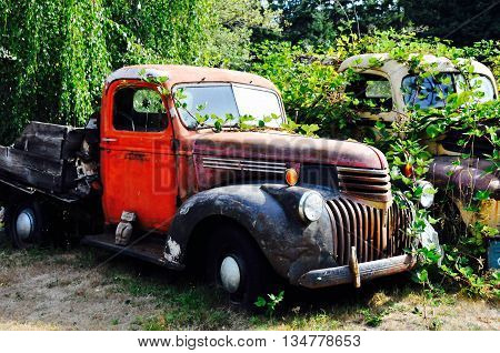 Beat up old truck siting in vines and rusting.