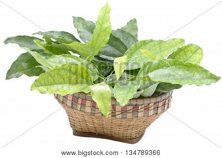 Bai-ya-nang (Thai name) (Tiliacora triandra) in bamboo basket. Thai herb.Thai food