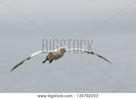 Northern gannet (Morus bassanus) Troup Head Scotland