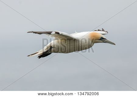 Northern gannet (Morus bassanus) Troup Head Scotland