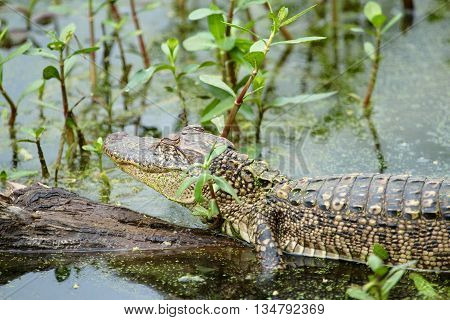 Alligator at Brazos Bend State Park in Texas