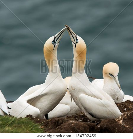 Northern gannet (Morus bassanus) Troup Head Scotland