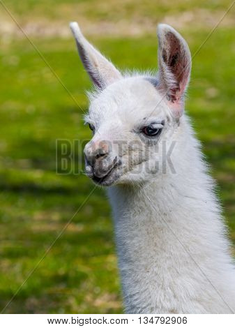 White llama (Lama glama) cria close portrait