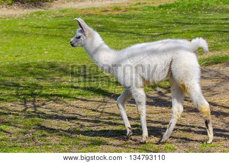 White llama (Lama glama) cria is walking