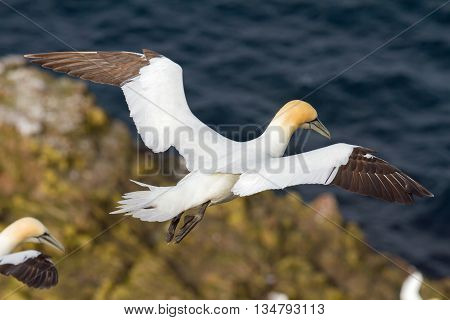 Northern gannet (Morus bassanus) Troup Head Scotland