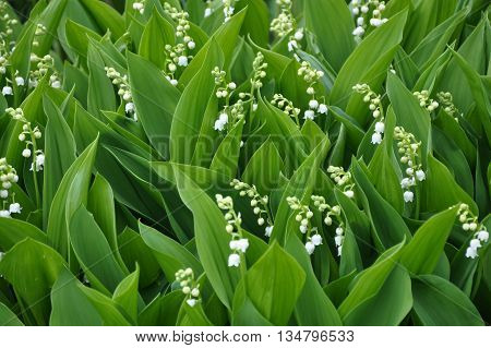 Lily Perennial plant of the lily family. Leaves vaginal elliptical or oval. Flower arrow ends sided tassel hanging on stalks which are inclined downwards white flowers resembling bells. The flowers are very fragrant. Fruit - juicy red berry with three see