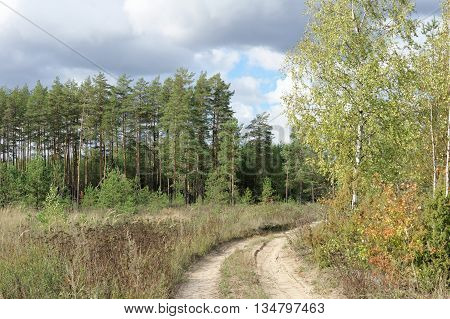 Country road in the forest in early spring