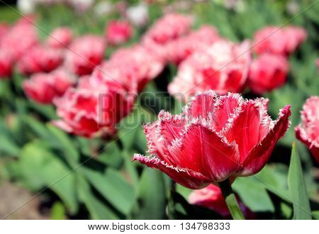 red tulips with double edges on the petals in spring Gatchina Park