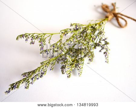 Beautiful dry flower isolated on white background