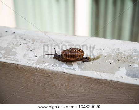 Little snail slow move on the wall in house