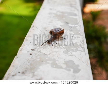 Little snail slow move on the wall in house