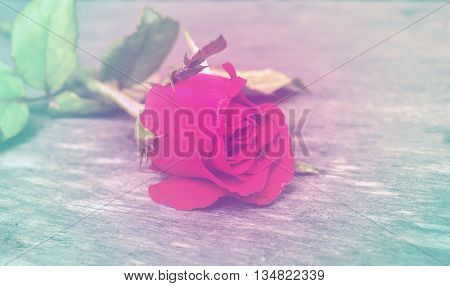 Focus red rose on wooden board background pattern