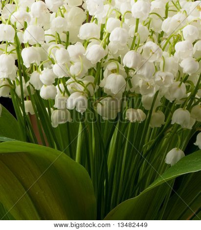 Nowdrop
