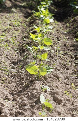 Young stalks of a kidney bean on poles