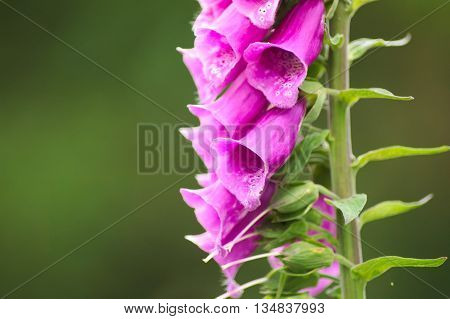 Fox glove (Digitalis) flower macro shot with shallow depth of field