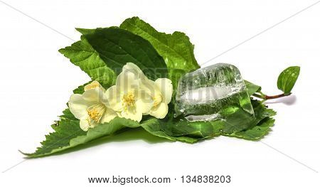 jasmine branch frozen ice cubes isolated on white background. Feminine beauty and cosmetics concept