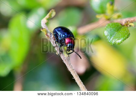 blue scarabaeidae on branch tree in the garden and eating leaves is food.