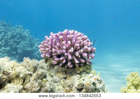 coral reef with pink finger coral in tropical sea underwater.