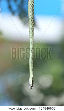 Head of Oriental whip snake hanging from tree in the garden.