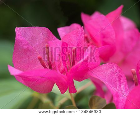 soft focus beauty bougainvillea flowers, pink color