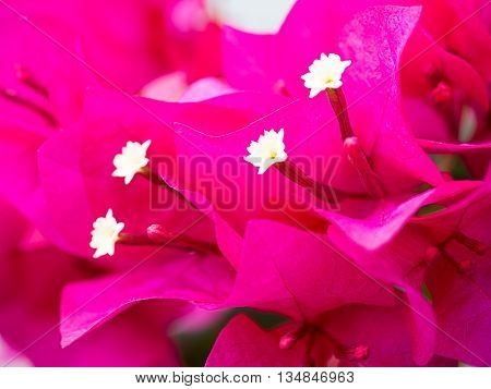 soft focus beauty bougainvillea flowers, pink color
