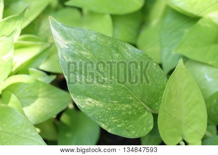 bright green leaves of tropical ornamental in the garden for nature background.